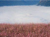 Hoa Tam Giác Mạch trên thảo nguyên Suôi Thầu - Xí Mần